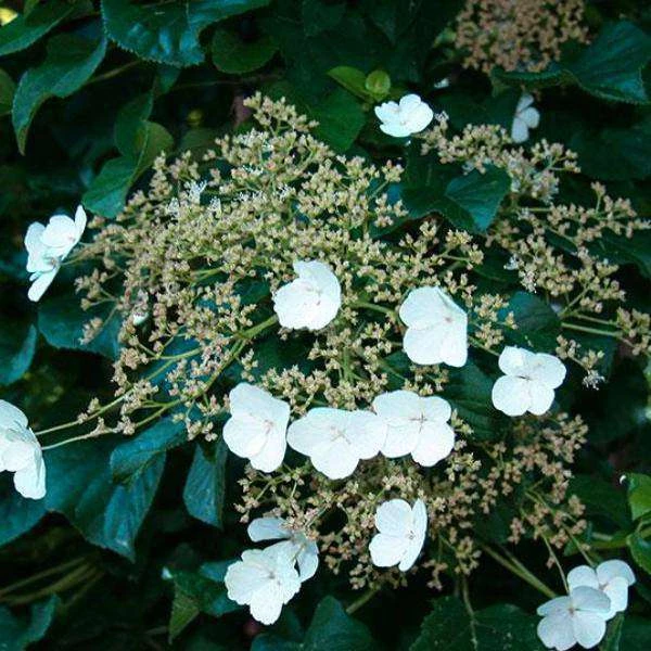 Bay Gardens NY Hydrangea Anomala Petiolaris 'Climbing Hydrangea' Deer Resistant Plants 3 Bay Gardens NY Hydrangea Anomala Petiolaris 'Climbing Hydrangea' Deer Resistant Plants