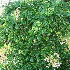 Bay Gardens NY Hydrangea Anomala Petiolaris 'Climbing Hydrangea' Deer Resistant Plants
