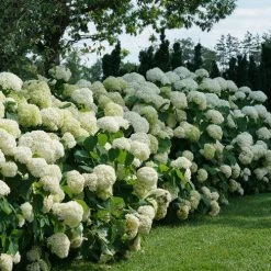 Bay Gardens NY Hydrangea Arborescens 'Incrediball' Flowering Shrubs