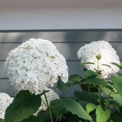 Bay Gardens NY Hydrangea Arborescens 'Incrediball' Flowering Shrubs