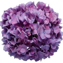 Bay Gardens NY Hydrangea Macrophylla 'Let's Dance® Rave®' Flowering Shrubs