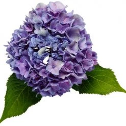 Bay Gardens NY Hydrangea Macrophylla 'Let's Dance® Rhythmic Blue®'