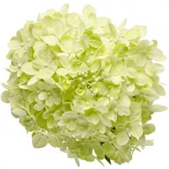Bay Gardens NY Flowering Shrubs Hydrangea Paniculata 'Little Lime®'
