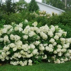 Bay Gardens NY Hydrangea Paniculata 'Bobo®'