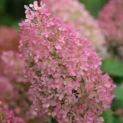 Bay Gardens NY Hydrangea Paniculata 'Bobo®'