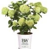 Bay Gardens NY Flowering Shrubs Hydrangea Paniculata 'Little Lime®' 2 Bay Gardens NY Flowering Shrubs Hydrangea Paniculata 'Little Lime®'