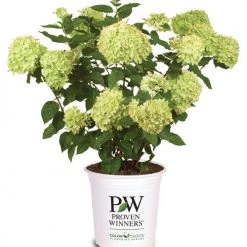 Bay Gardens NY Flowering Shrubs Hydrangea Paniculata 'Little Lime®'