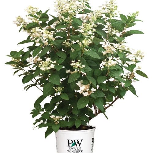 Bay Gardens NY Flowering Shrubs Hydrangea Paniculata 'Quick Fire' 8 Bay Gardens NY Flowering Shrubs Hydrangea Paniculata 'Quick Fire'