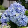 Bay Gardens NY Hydrangea ES 'Bloomstruck' 1 Bay Gardens NY Hydrangea ES 'Bloomstruck'