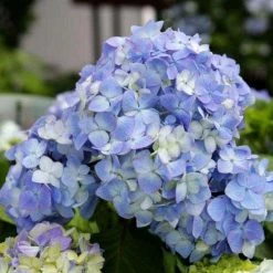Bay Gardens NY Hydrangea ES 'Bloomstruck'