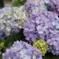 Bay Gardens NY Hydrangea ES 'Bloomstruck'