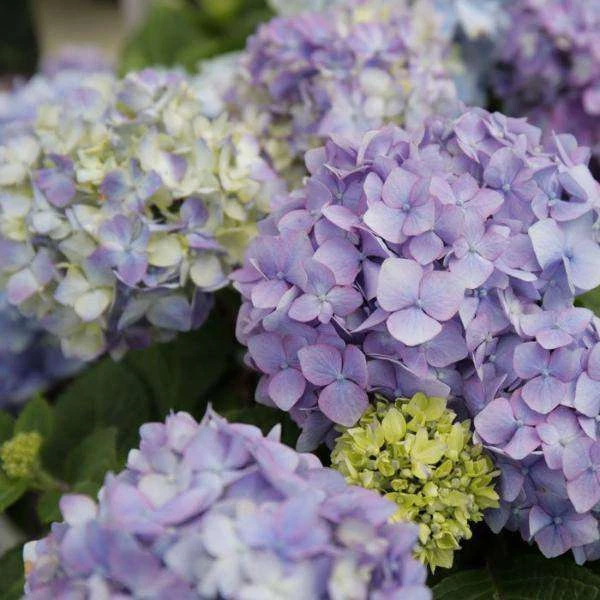 Bay Gardens NY Hydrangea ES 'Bloomstruck' 4 Bay Gardens NY Hydrangea ES 'Bloomstruck'