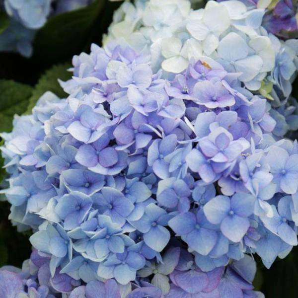 Bay Gardens NY Hydrangea ES 'Bloomstruck' 5 Bay Gardens NY Hydrangea ES 'Bloomstruck'