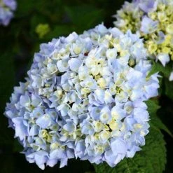 Bay Gardens NY Hydrangea ES 'Endless Summer' Flowering Shrubs