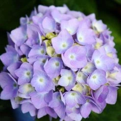 Bay Gardens NY Hydrangea ES 'Endless Summer' Flowering Shrubs