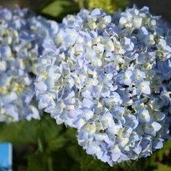 Bay Gardens NY Hydrangea ES 'Endless Summer' Flowering Shrubs