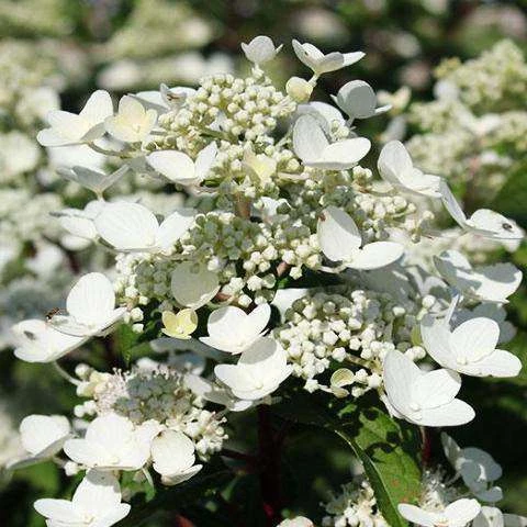 Bay Gardens NY Flowering Shrubs Hydrangea Paniculata 'Quick Fire' 4 Bay Gardens NY Flowering Shrubs Hydrangea Paniculata 'Quick Fire'
