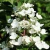 Bay Gardens NY Flowering Shrubs Hydrangea Paniculata 'Quick Fire' 1 Bay Gardens NY Flowering Shrubs Hydrangea Paniculata 'Quick Fire'