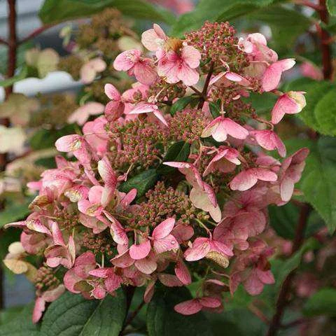 Bay Gardens NY Flowering Shrubs Hydrangea Paniculata 'Quick Fire' 5 Bay Gardens NY Flowering Shrubs Hydrangea Paniculata 'Quick Fire'