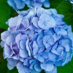 Bay Gardens NY Hydrangea Macrophylla 'Nikko Blue'
