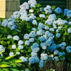 Bay Gardens NY Hydrangea Macrophylla 'Nikko Blue'