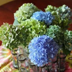 Bay Gardens NY Hydrangea Macrophylla 'Nikko Blue'