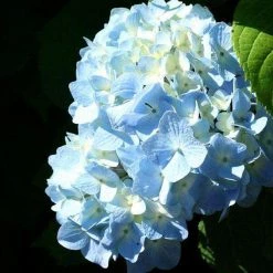 Bay Gardens NY Hydrangea Macrophylla 'Nikko Blue'