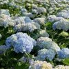 Bay Gardens NY Hydrangea Macrophylla 'Nikko Blue'