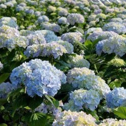 Bay Gardens NY Hydrangea Macrophylla 'Nikko Blue'