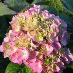Bay Gardens NY Hydrangea Macrophylla 'Nikko Blue'