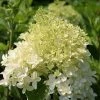 Bay Gardens NY Flowering Shrubs Hydrangea Paniculata 'Phantom'