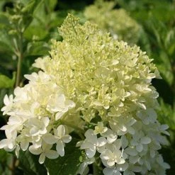Bay Gardens NY Flowering Shrubs Hydrangea Paniculata 'Phantom'