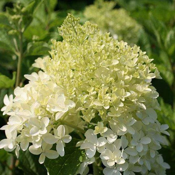 Bay Gardens NY Flowering Shrubs Hydrangea Paniculata 'Phantom' 3 Bay Gardens NY Flowering Shrubs Hydrangea Paniculata 'Phantom'