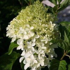 Bay Gardens NY Flowering Shrubs Hydrangea Paniculata 'Phantom' 7 Bay Gardens NY Flowering Shrubs Hydrangea Paniculata 'Phantom'