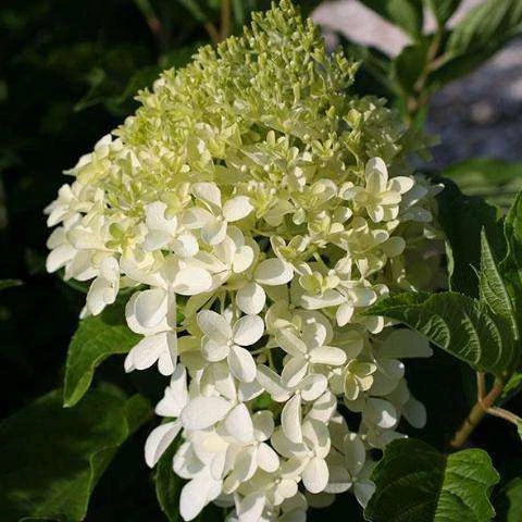 Bay Gardens NY Flowering Shrubs Hydrangea Paniculata 'Phantom' 5 Bay Gardens NY Flowering Shrubs Hydrangea Paniculata 'Phantom'