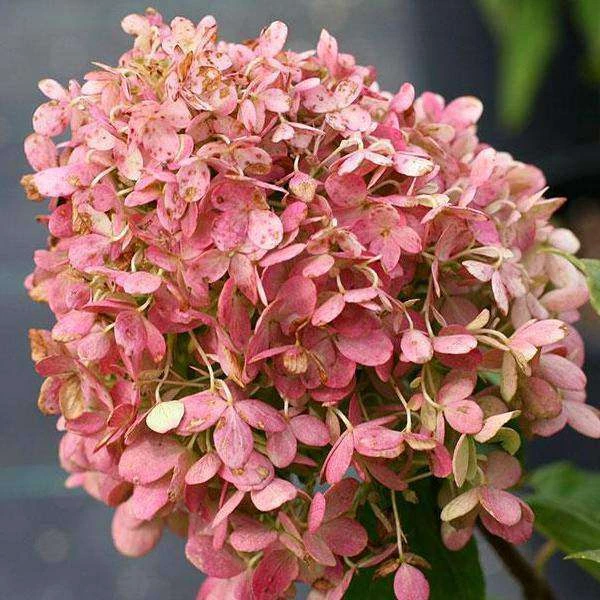 Bay Gardens NY Flowering Shrubs Hydrangea Paniculata 'Phantom' 4 Bay Gardens NY Flowering Shrubs Hydrangea Paniculata 'Phantom'