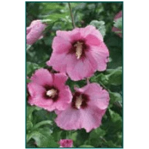 Bay Gardens NY Hibiscus Syriacus 'Aphrodite'(Rose Of Sharon)