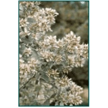 Bay Gardens NY Deer Resistant Plants Baccharis Halimifolia 5 Bay Gardens NY Deer Resistant Plants Baccharis Halimifolia