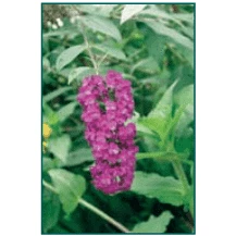 Bay Gardens NY Buddleia Davidii 'Royal Red' Deer Resistant Plants