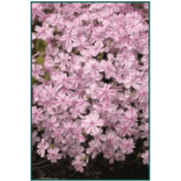 Bay Gardens NY Perennials Phlox Subulata 'Candy Stripe' 4 Bay Gardens NY Perennials Phlox Subulata 'Candy Stripe'