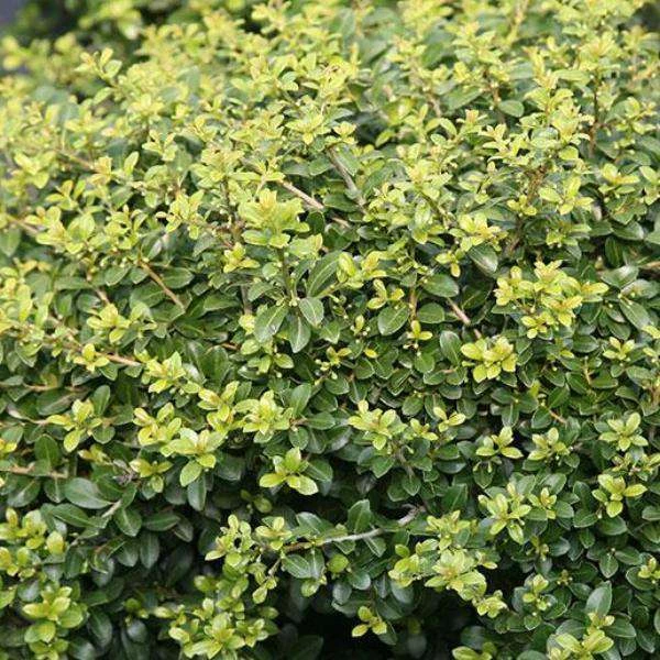 Bay Gardens Ilex 'Green Lustre' Evergreen Shrubs 3 Bay Gardens Ilex 'Green Lustre' Evergreen Shrubs