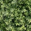 Bay Gardens Evergreen Shrubs Ilex 'Helleri'