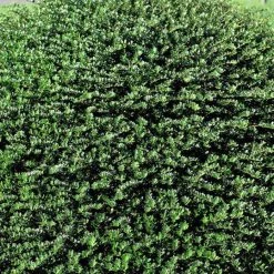 Bay Gardens Evergreen Shrubs Ilex 'Helleri'