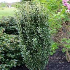 Bay Gardens Evergreen Shrubs Ilex 'Sky Pencil'