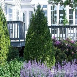 Bay Gardens Ilex 'Steed'