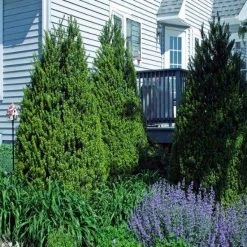 Bay Gardens Ilex 'Steed'