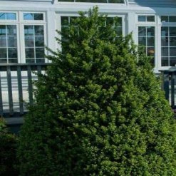 Bay Gardens Ilex 'Steed'