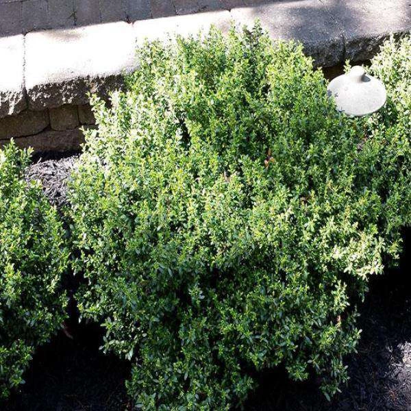 Bay Gardens Ilex 'Soft Touch' 3 Bay Gardens Ilex 'Soft Touch'