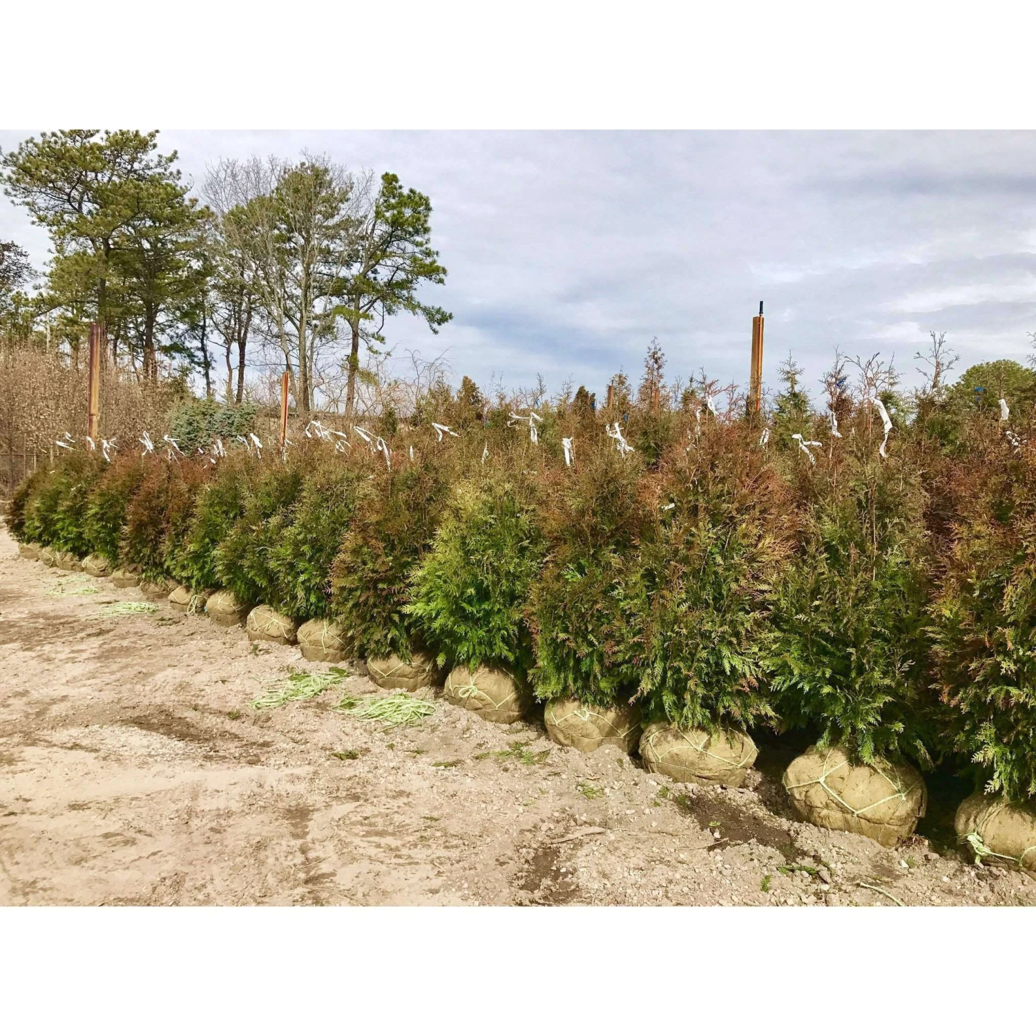 Bay Gardens Arborvitae 'Excelsa' Privacy Plants 7 Bay Gardens Arborvitae 'Excelsa' Privacy Plants