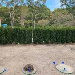 Bay Gardens Boxwood 'Dee Runk' Privacy Plants 16 Bay Gardens Boxwood 'Dee Runk' Privacy Plants